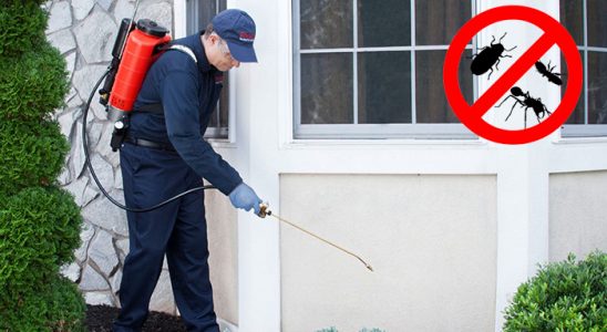 Küçükyalı Kene İlaçlama böcek ilaçlama ve haşere kontrolü — ilaclama-tr.com